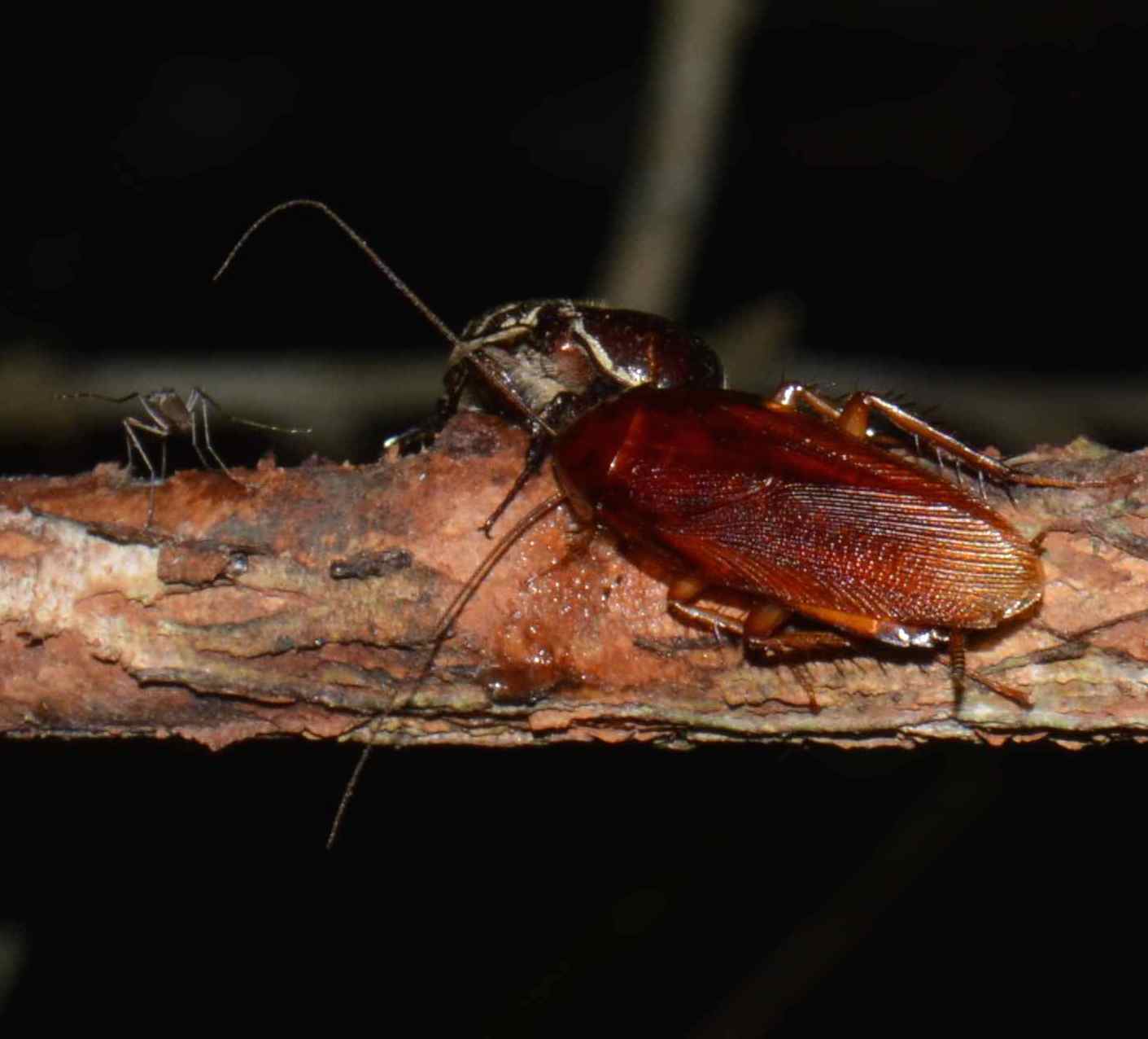 cockroach beetle mosquito Where the Rare Wood Still Grows