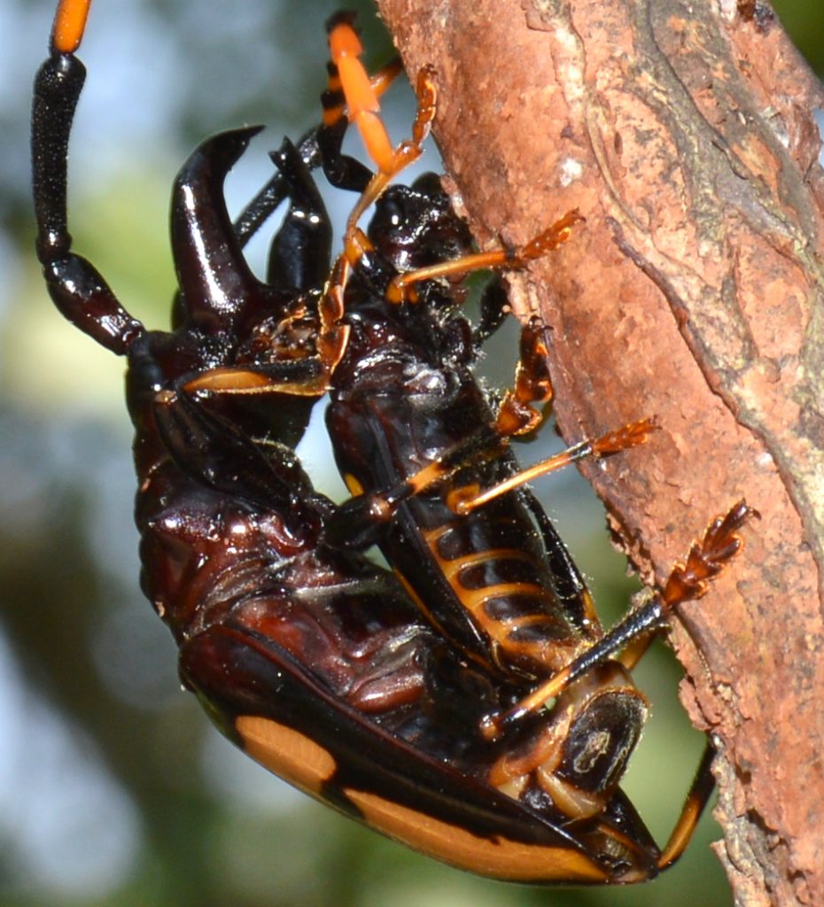 Long-jawed Longhorn Beetle Trachyderes mandibularis big jaws sexual selection